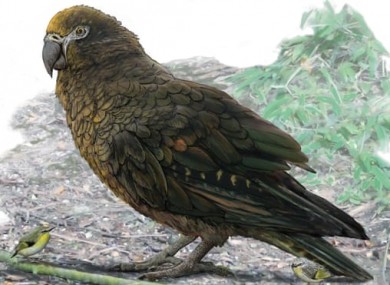 An artist reconstruction of what the bird may have looked like.