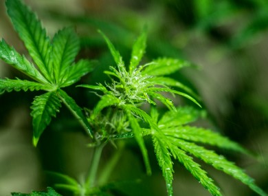 File image of cannabis plant.