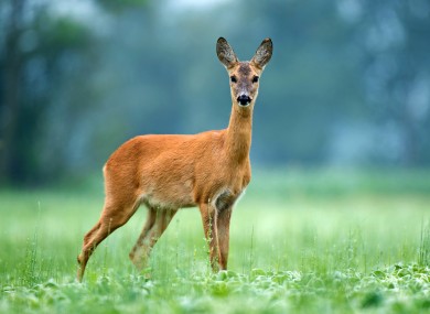 File photo of a deer.