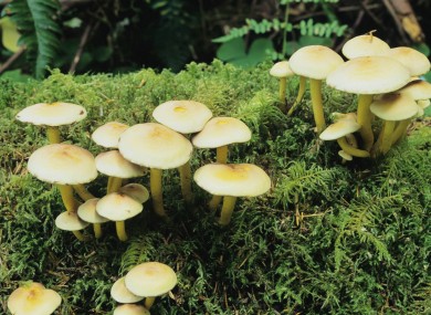 File photo of wild mushrooms in a US forest.