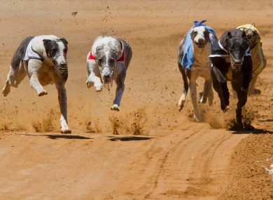 File photo of greyhounds racing.