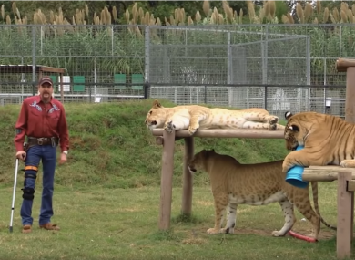 Joe Exotic from the trailer to Tiger King