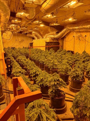 The seized cannabis.