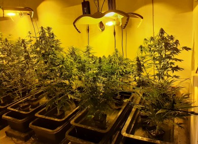 The growhouse which was discovered.