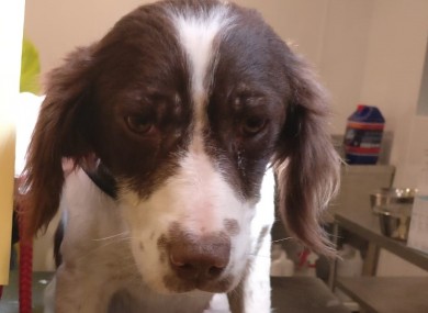 Thirty-three dogs were found by gardaí.