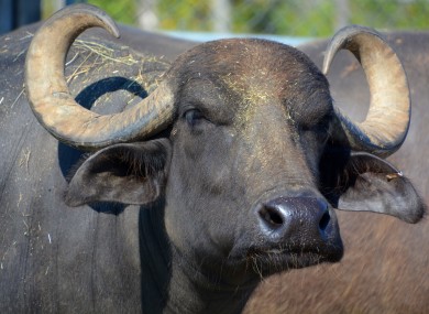 File photo of a water buffalo.