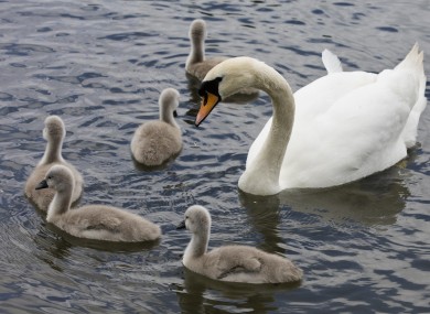 Five cygnets with their mother in Naas, Co Kildare.