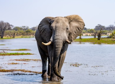 Elephants in Moremi Game Reserve in Botswana in the Okavango Delta, Africa