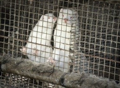 Denmark’s prime minister says the government wants to cull all minks in Danish farms, to minimise the risk of them re-transmitting the new coronavirus to humans.
File pic: PA