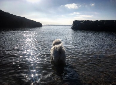 Torres, a 12 year old Bichon Frise, takes his first dip of the year on a sunny spring morning in Howth.