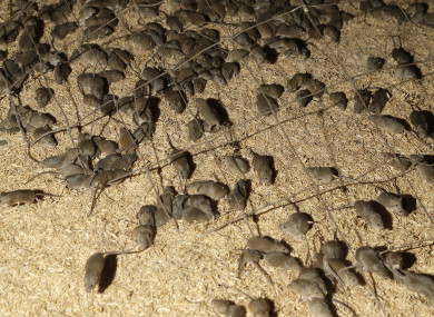 Mice discovered in a grain silo on a farm at Tottenham, Australia.