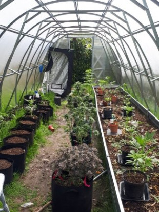 The growhouse discovered by gardaí
