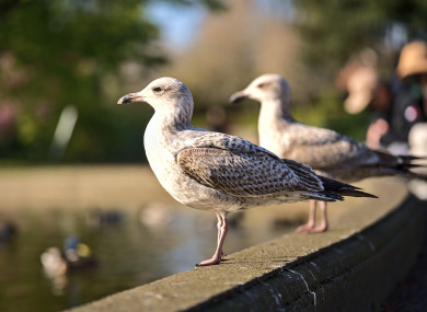 File image of birds in Herbert Park, Dublin.