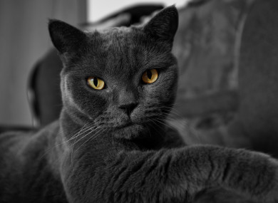 Black cats are viewed as unlucky or lucky, depending on which part of the world you live in.