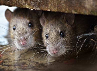 Rats were spotted burrowing out of a drain in a car park in January.