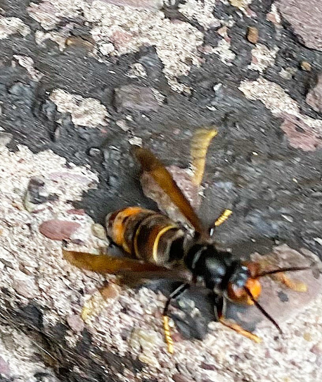 More Asian Hornets that threaten biosecurity have been spotted in Ireland