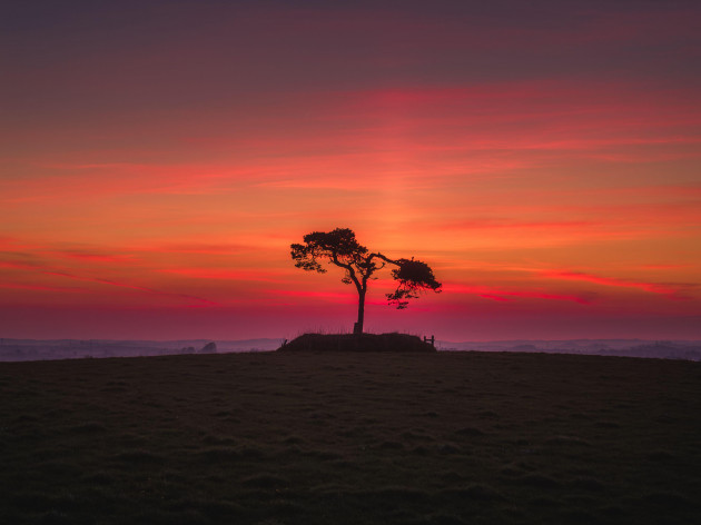 Developer redrawing €64m housing scheme plan to save a fairy tree in Co Wicklow