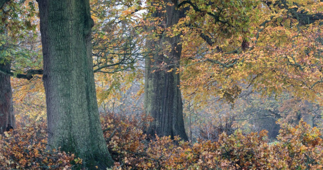 Investigation after more than 30 acres of native trees - some centuries old - felled in Co Cork