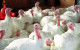 Third bird flu outbreak confirmed on commercial turkey farm in less than a week