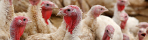 Second bird flu outbreak in commercial turkey flock confirmed in Co Meath