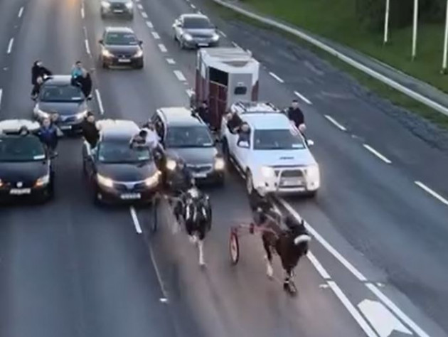 Charity calls for animal crime unit within gardaí in wake of distressing sulky racing videos