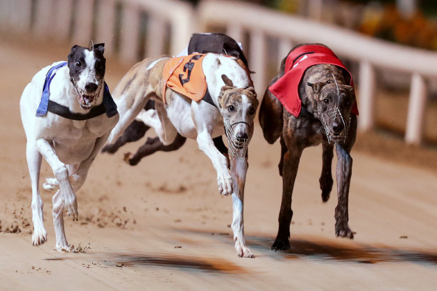 Nearly 6,000 former racing greyhounds born in 2021 and 2022 are dead