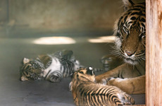 Fota Wildlife Park welcomes the births of endangered tiger and lion cubs