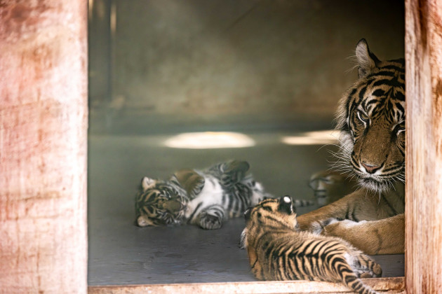 Fota Wildlife Park welcomes the births of endangered tiger and lion cubs
