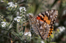 Have you noticed more butterflies this summer? Here's the reason why