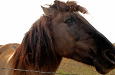 My Lovely Horse Rescue: Our daily fight to save Ireland's hungry, frightened and forgotten animals