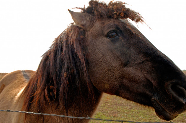My Lovely Horse Rescue: Our daily fight to save Ireland's hungry, frightened and forgotten animals