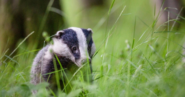 The FOI Files: How we discovered 4 out of 5 culled badgers tested free of TB