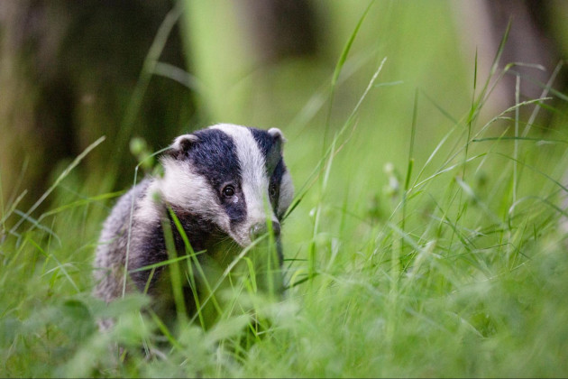 The FOI Files: How we discovered 4 out of 5 culled badgers tested free of TB