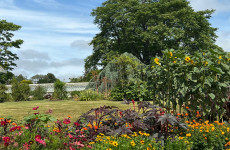 'Pockets of nature' every 200 metres promised in new national plan to save bees and butterflies