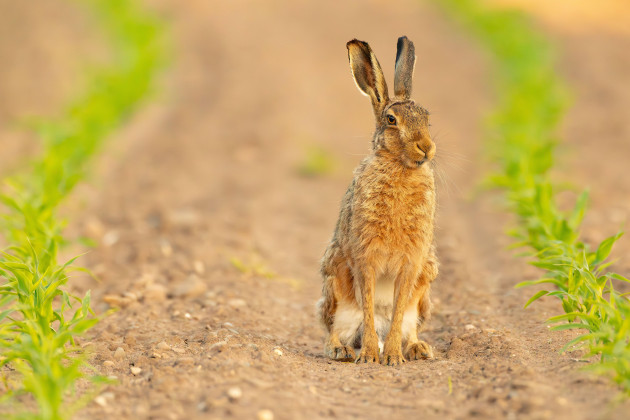 TDs defend voting against hare coursing bill despite personally believing practice should be banned