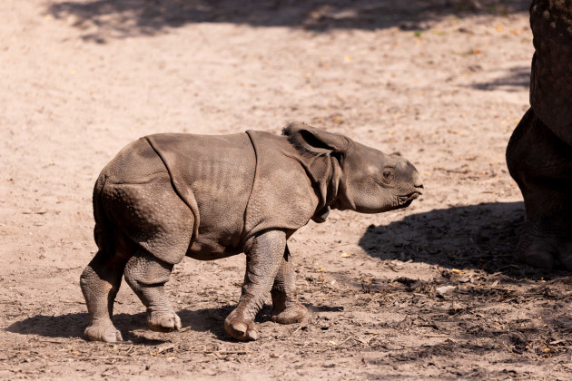 Fota Wildlife Park seeks public’s help in naming only the second Indian rhino born in Ireland