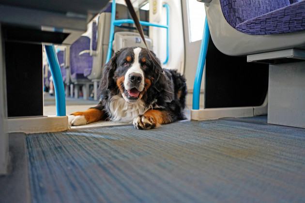 You will soon be able to bring your pets on buses and trains
